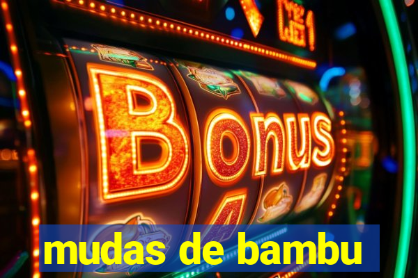 mudas de bambu