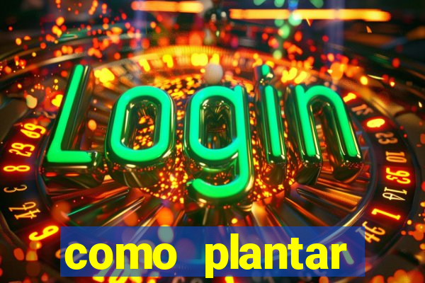 como plantar gergelim no vaso