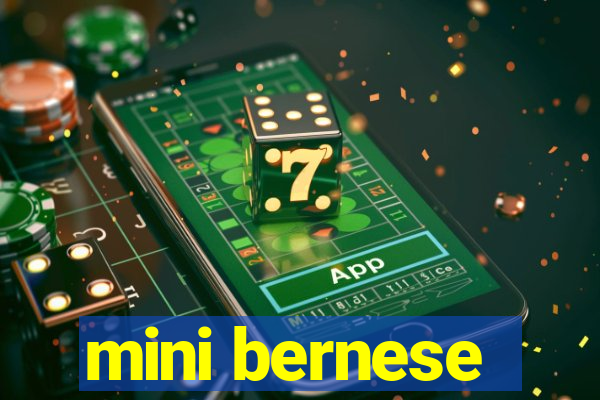 mini bernese