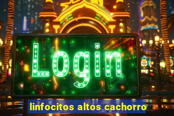 linfocitos altos cachorro