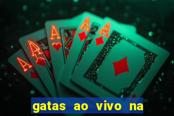 gatas ao vivo na web cam