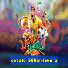 cavalo akhal-teke a venda no brasil cavalo akhal teke no