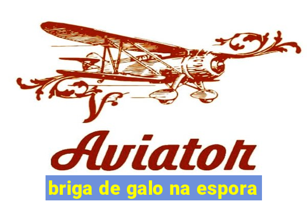 briga de galo na espora